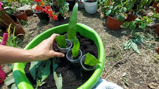 Эпифиллум оксипеталум. Размножение.