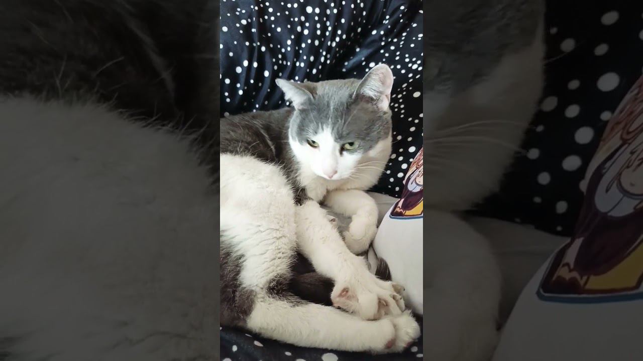 Крик души. Весна и нервы.#котики #лайк #мурзик #питомец #кот #приколы #котик #весна2024 #пришла смотреть онлайн