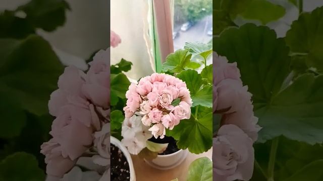 пеларгония Fishers appleblossom смотреть онлайн