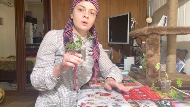 Укоренение Душистой Пеларгонии.  Pelargonium. Советы, как укоренить.