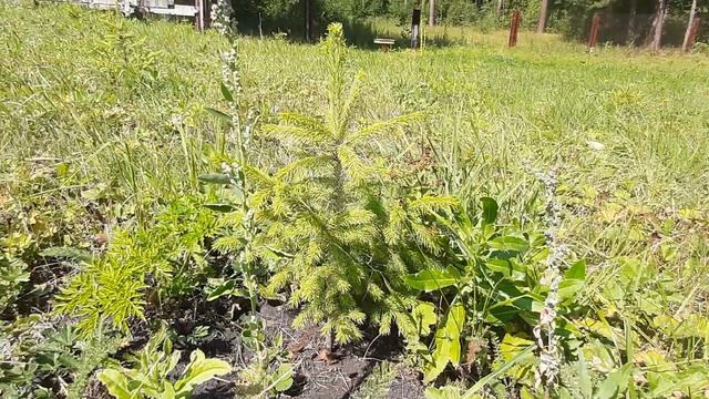 Подготовка к посадке новогодних ёлок в 2021 году. смотреть онлайн