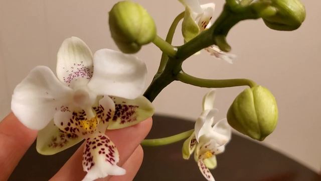 原生兰花，史塔基蝴蝶兰 Phalaenopsis stuartiana смотреть онлайн