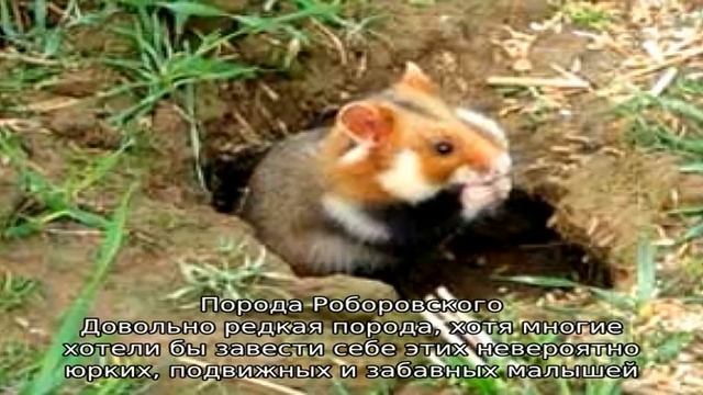 Разнообразные породы хомяков смотреть онлайн