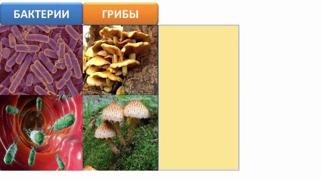 Царства живой природы | Биология 5 класс #8 | Инфоурок смотреть онлайн