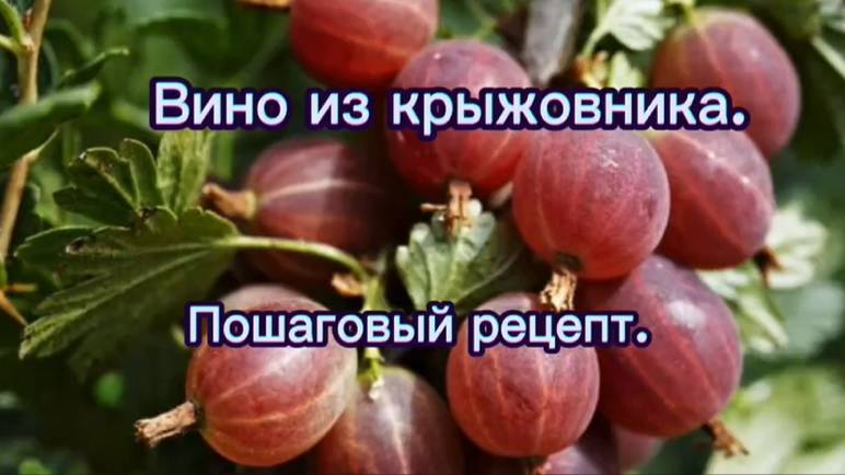 Вино из крыжовника : пошаговый рецепт смотреть онлайн