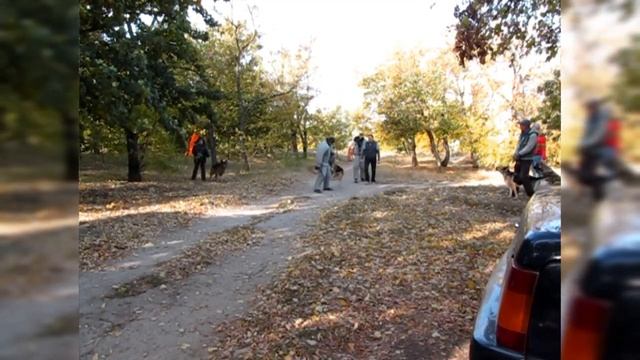Обучение овчарки Тайвар на охрану хозяина смотреть онлайн