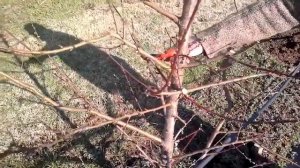 Весенняя обрезка персика (Формировка Кроны Веретено). Греция.