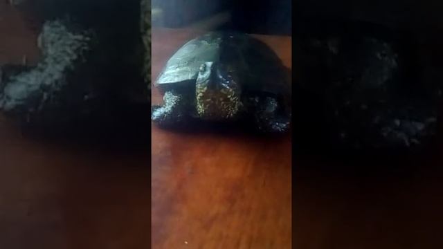 Уход за болотной черепахой смотреть онлайн