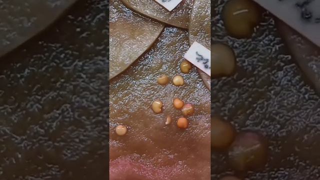 С соком этого растения перец прорастает за 3 дня!! смотреть онлайн