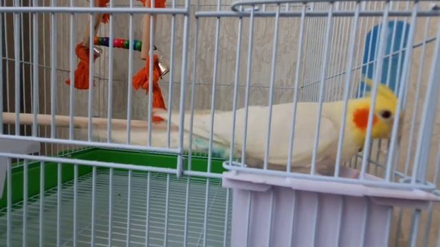 ПОПУГАЙ КОРЕЛЛА , У НАС НОВЫЙ ДРУГ СЕМЬИ смотреть онлайн