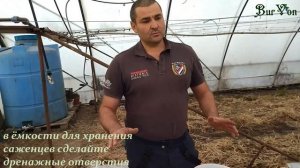 Как сохранить саженцы винограда до весны