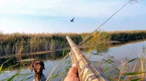 ? УПРЕЖДЕНИЕ ПРИ СТРЕЛЬБЕ ВЛЁТ - УТКА, ГУСЬ, ФАЗАН, ТЕТЕРЕВ