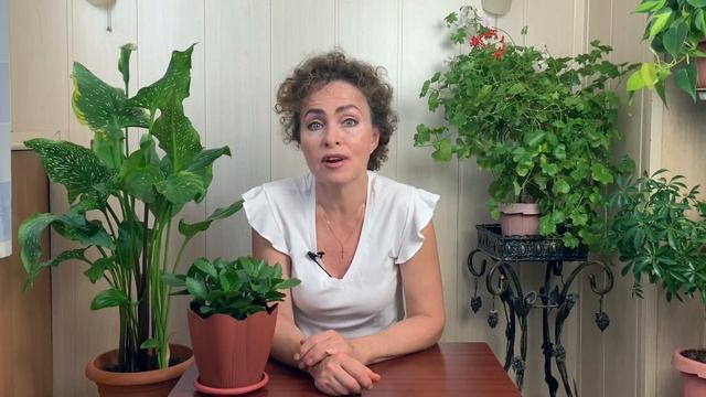 Размножение и посадка КАЛАНХОЭ смотреть онлайн