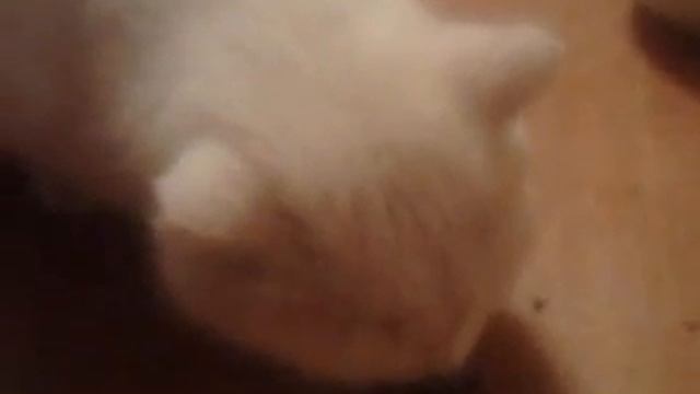 Кот гипнотизер ( молитва перед едой) смотреть онлайн