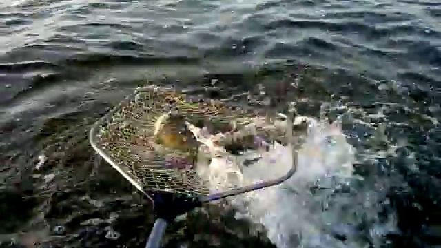 Щука.Рыбалка на Каспии. смотреть онлайн