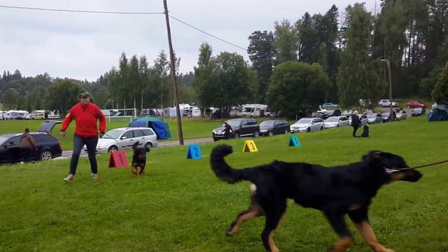 Suomen Hovawart clubshow Tervakoski 26.07.2015 смотреть онлайн