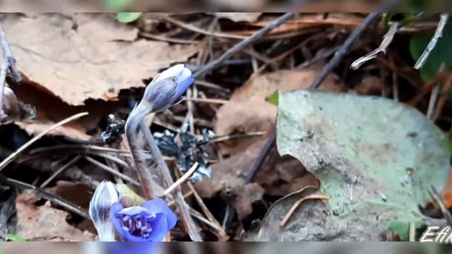 Природа просыпается 🌼🌼🌼🌼 смотреть онлайн