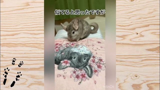 Еще немного о любви к шиншиллам❤ Как любят шиншилл по всему МИРУ #5 смотреть онлайн