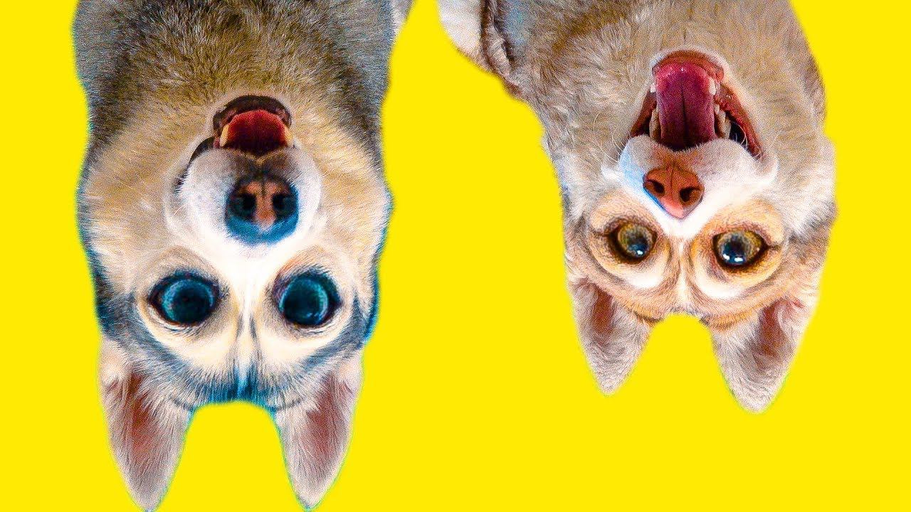 DOGVLOG: ХАСКИ ПОПАЛИ В МИР НАОБОРОТ! (Хаски Бандит) Говорящая собака смотреть онлайн