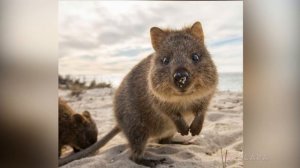 ИНТЕРЕСНЫЕ ФАКТЫ О КВОККЕ !