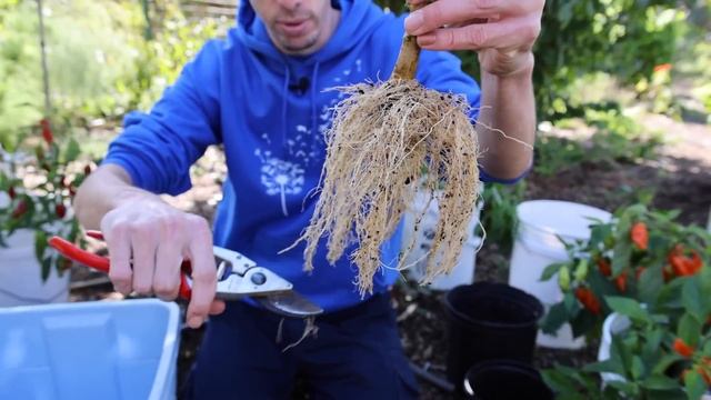 Here’s How to REGROW the Same Pepper Plant Every Year! (How to Overwinter Your Peppers) смотреть онлайн
