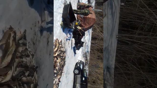 Баранчинские парни рыбачат на Северной сосьве смотреть онлайн