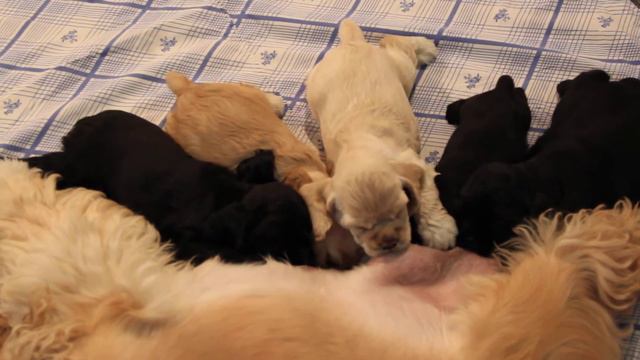 Ушастая семейка