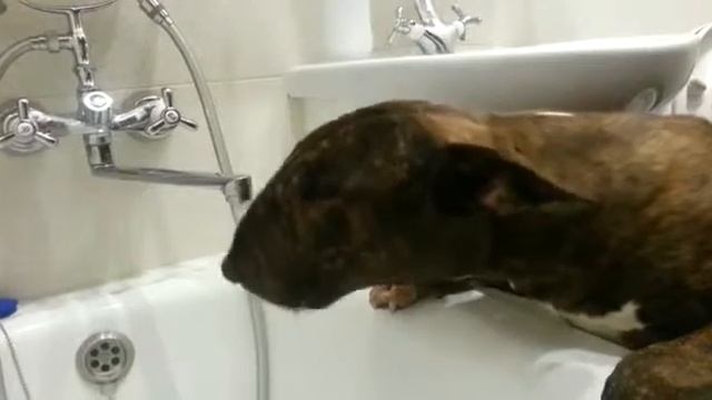 Кавказ. Водопой. Парное видео N°1 смотреть онлайн