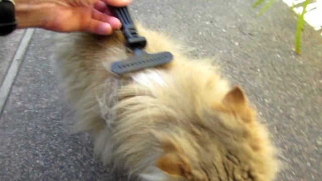 14 08 23 Persian kitty, Nugget, has a lot to say смотреть онлайн