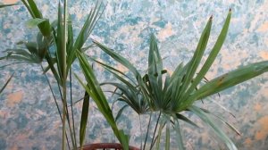 Пальма Трахикарпус/Palm Trachicarpus.уличное и комнатное растение