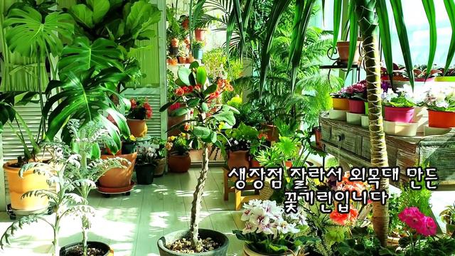 SUB)초보자라면 무조건 봐야하는 가지치기 순따기 총정리 끝판왕 / 올바른 가지치기와 순따기 한방에 정리 смотреть онлайн