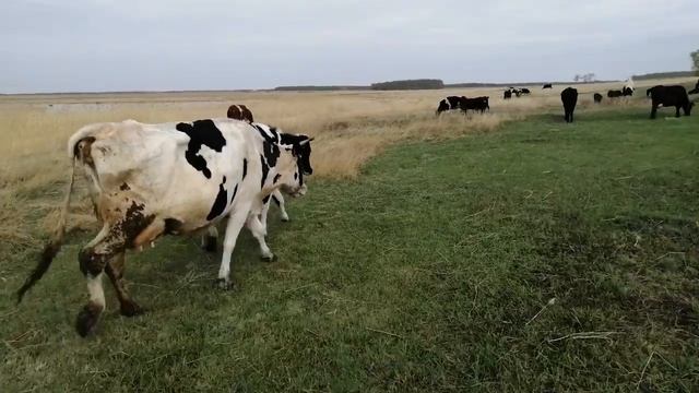 ОХОТА У КОРОВЫ! ПАСУ КОРОВ ВТОРОЙ ДЕНЬ! смотреть онлайн