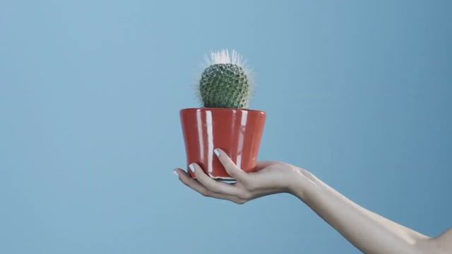 Wonders Fly Don t Walk смотреть онлайн