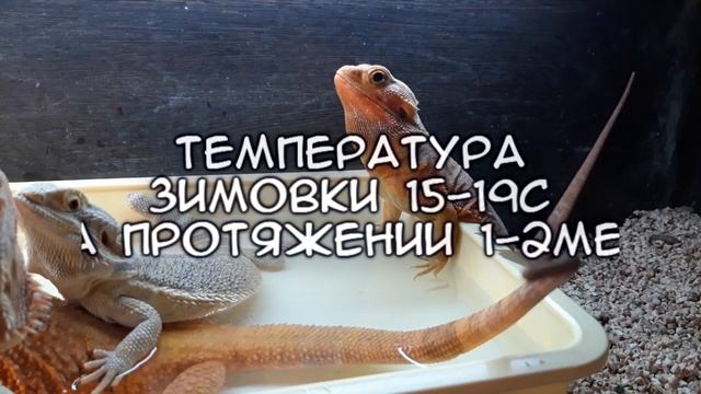 Спячка бородатых агам или брумация