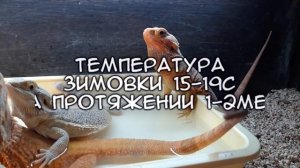 Спячка бородатых агам или брумация