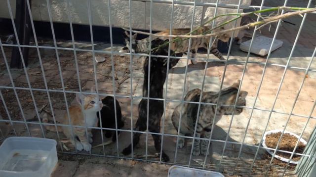 Crazy cute wild kittens🐅Дикие котята бесятся😺狂気の野生の子猫🐆야생 고양이 창살을 올라😻पागल जंगली बिल्ली के बच्चे смотреть онлайн