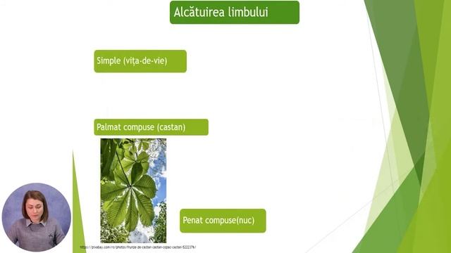 Biologie, Clasa a VII-a, Diversitatea frunzelor în natură смотреть онлайн
