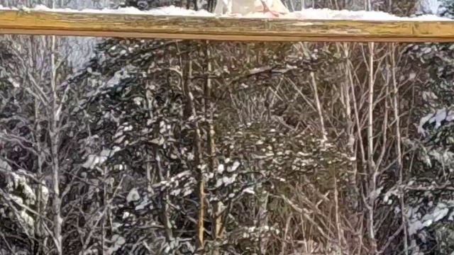 ястребу не хватает скорости и дыхалки ? смотреть онлайн