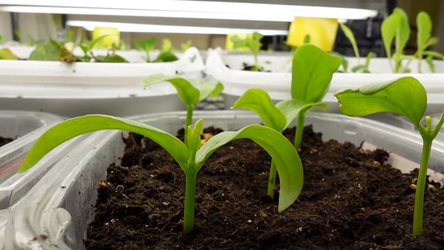 Super Survival Crop – Malabar Spinach (Indian, Vining, Or Ceylon Spinach)