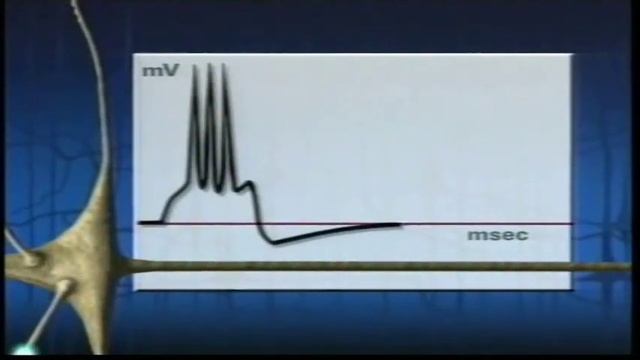 Нимотоп смотреть онлайн