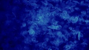 4K HD Подводный мир, релакс, музыка