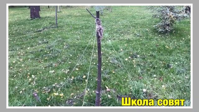 62 неделя. осенний лес смотреть онлайн