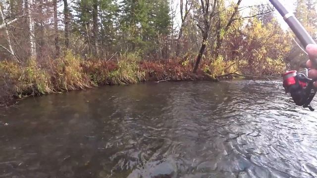 Ловля ,Рыбалка на ХАРИУСА. ОСЕНЬ 2019(Дикая речка-МЕДВЕЖИЙ РУЧЕЙ). смотреть онлайн