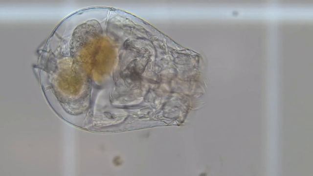 Algae Corner: Microscope Creatures смотреть онлайн