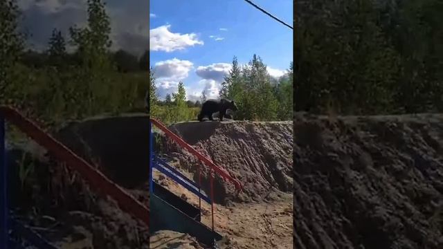 В ХМАО медведь наведался в гости к нефтяникам смотреть онлайн