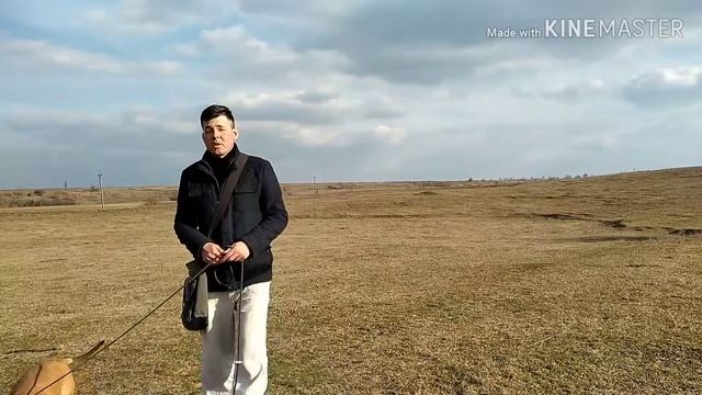Как одеть поводок? смотреть онлайн