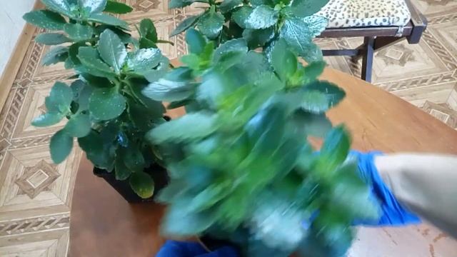 КАК ПРАВИЛЬНО СФОРМИРОВАТЬ КАЛАНХОЭ?КАК ДЕЛАТЬ ПРИЩИПЫВАНИЕ//УХОД В ДОМАШНИХ УСЛОВИЯХ. смотреть онлайн