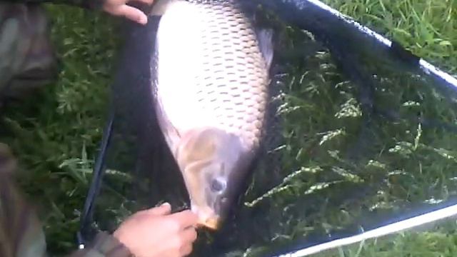 Ловля карпа на кукурузу- 6.7 кг.Село Новый Сарбай.г.Самара.2.06.2017 г. смотреть онлайн