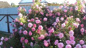 розы для сада......Джон Девис