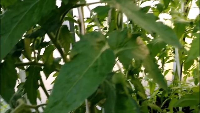 ЭТО УДОБРЕНИЕ ДОЛЖНО БЫТЬ НА КАЖДОМ ОГОРОДЕ !!! смотреть онлайн